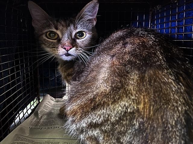 Lucy - Domestic Short Hair