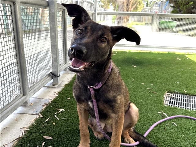 Houston - German Shepherd Dog