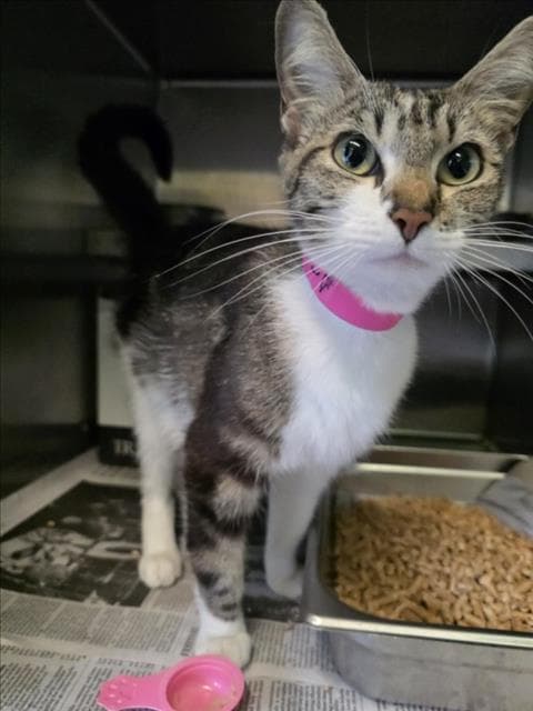 Francis - Domestic Short Hair