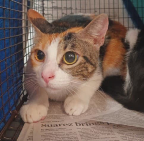 Boots - Domestic Short Hair