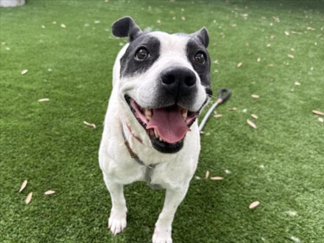 Rose - Pit Bull Terrier