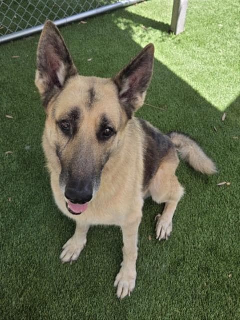 Tiberius - German Shepherd Dog