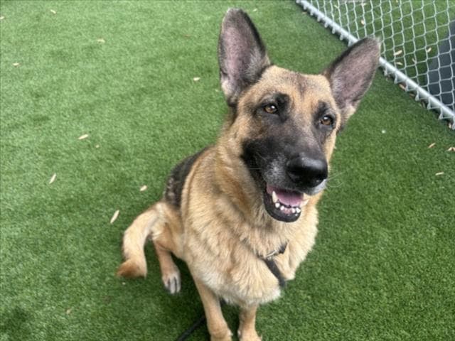 Batman - German Shepherd Dog