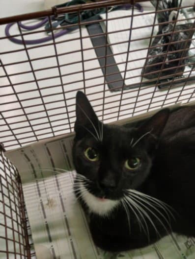 Wanda - Domestic Short Hair