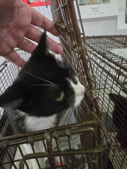 Marge - Domestic Short Hair