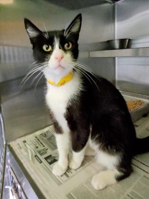 Marge - Domestic Short Hair