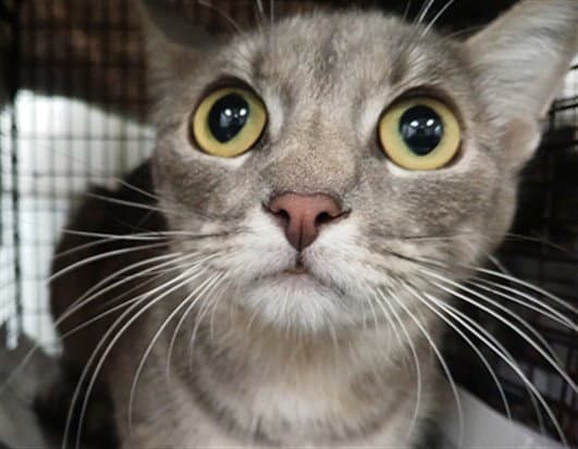 M'lady - Domestic Short Hair