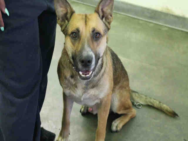 Souljer - German Shepherd Dog