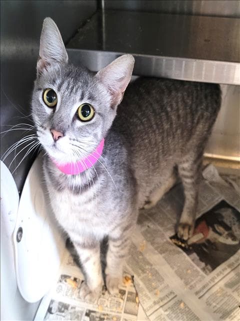 Bibi - Domestic Short Hair