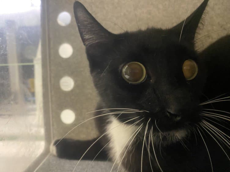 Captain Hook - Domestic Short Hair