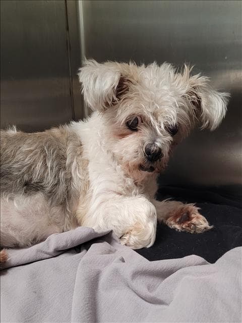 Sassy - Lhasa Apso