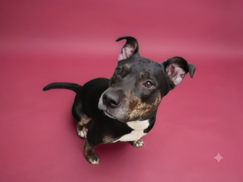 Beverly - Pit Bull Terrier