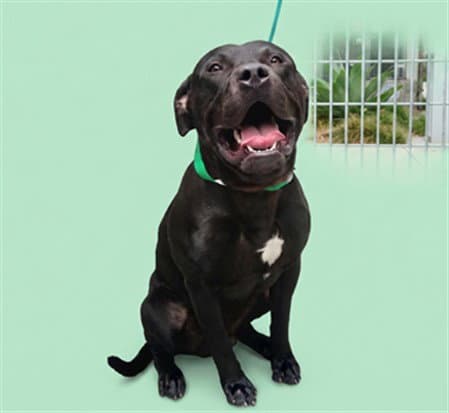 Ford - Pit Bull Terrier