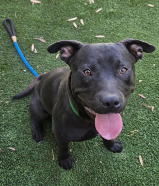 Ford - Pit Bull Terrier