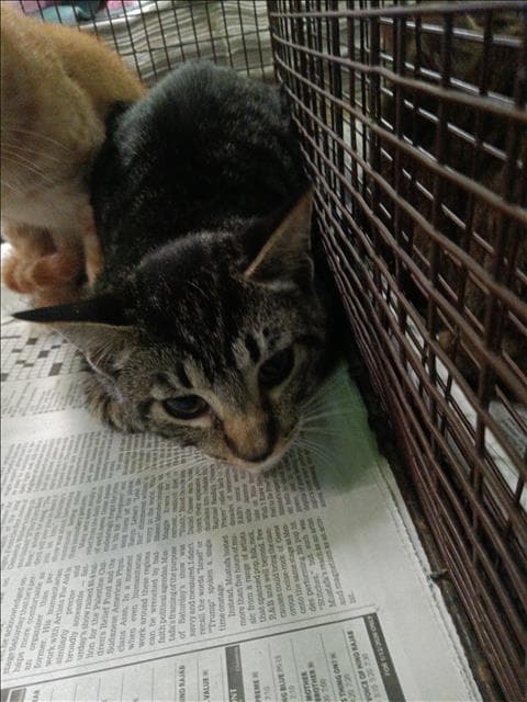Gris - Domestic Short Hair