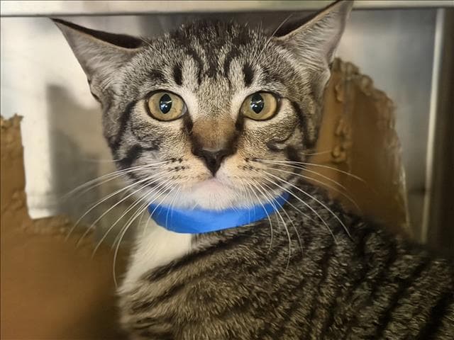 Gris - Domestic Short Hair