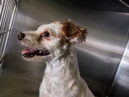 Scottie image 1
