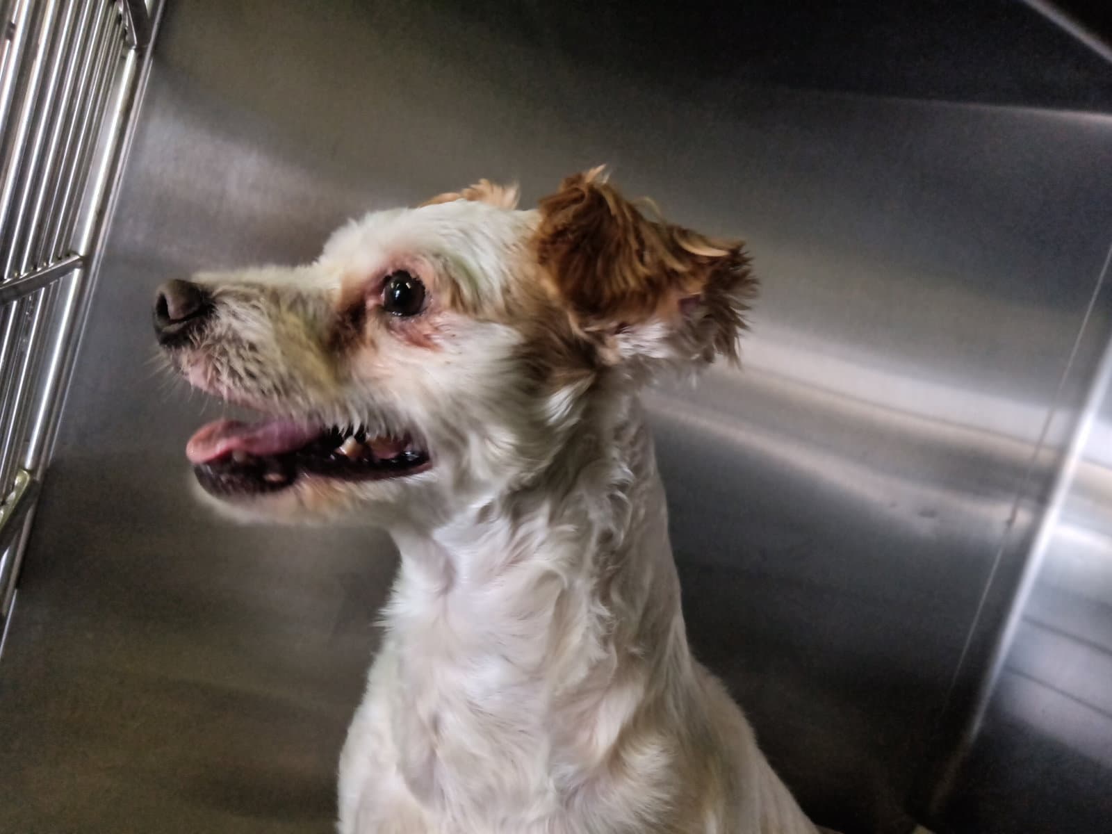 Scottie - Poodle (Miniature)
