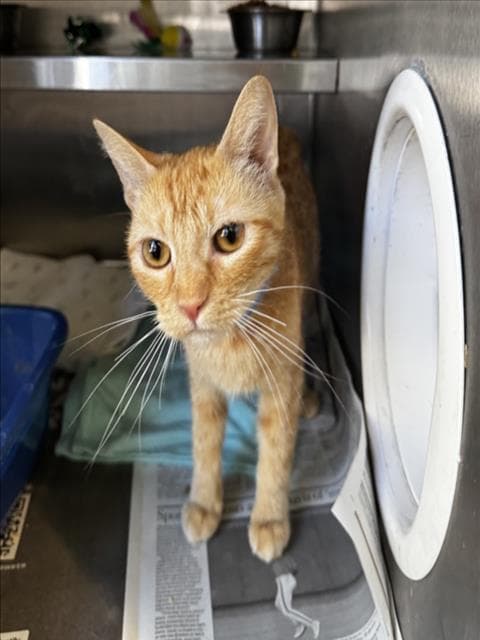 Victoria - Domestic Short Hair