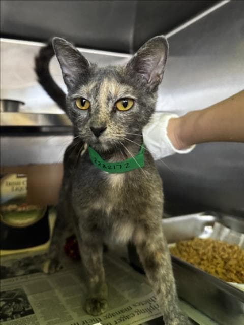 Jessie - Domestic Short Hair