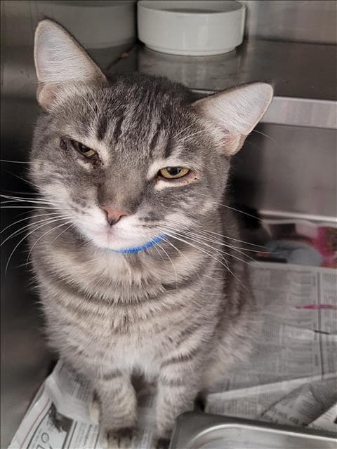 Unknown - Domestic Short Hair