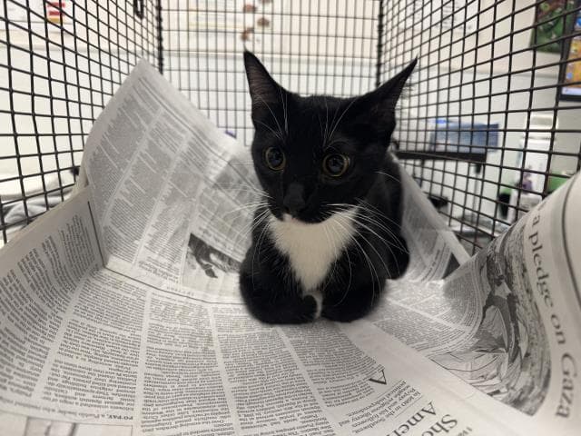 Oreo - Domestic Short Hair