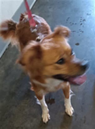 Dakota - Chihuahua