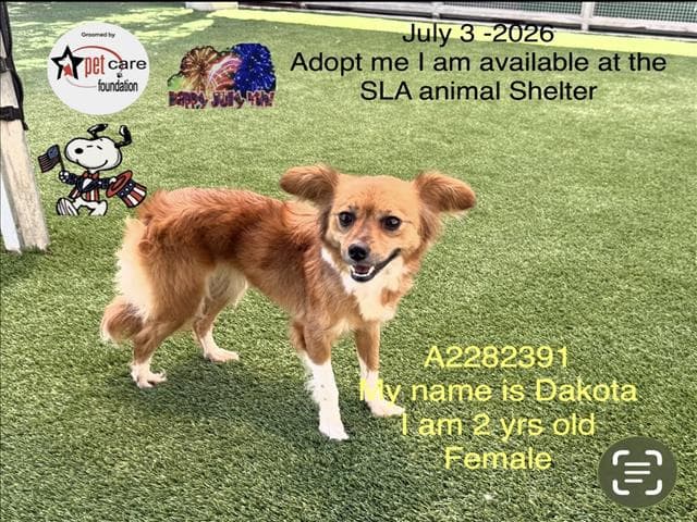 Dakota - Chihuahua