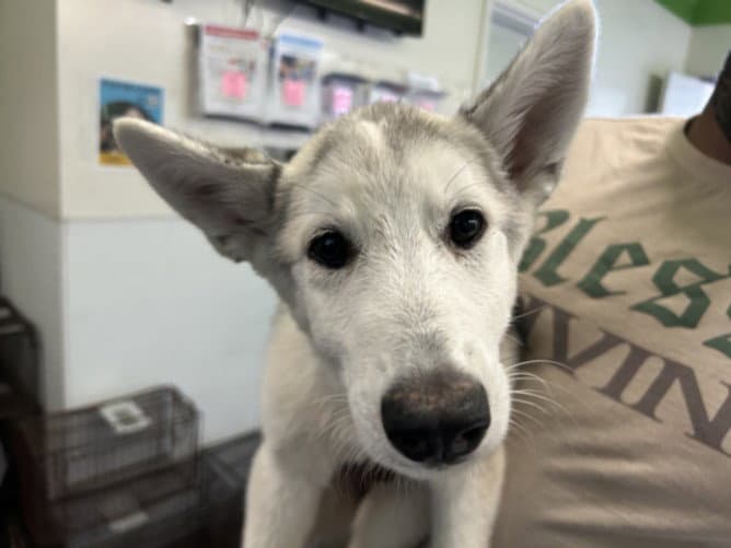 Unknown - Siberian Husky