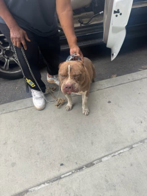 Preston - Pit Bull Terrier