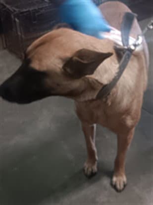 Kara - Belgian Shepherd Malinois