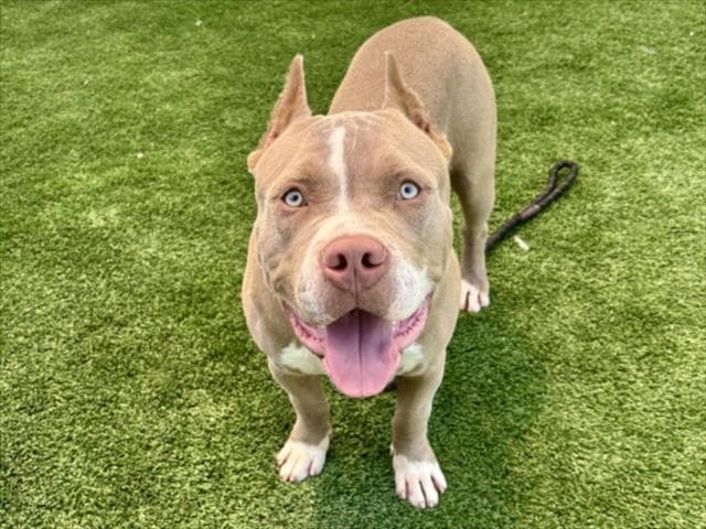 Smity - Pit Bull Terrier