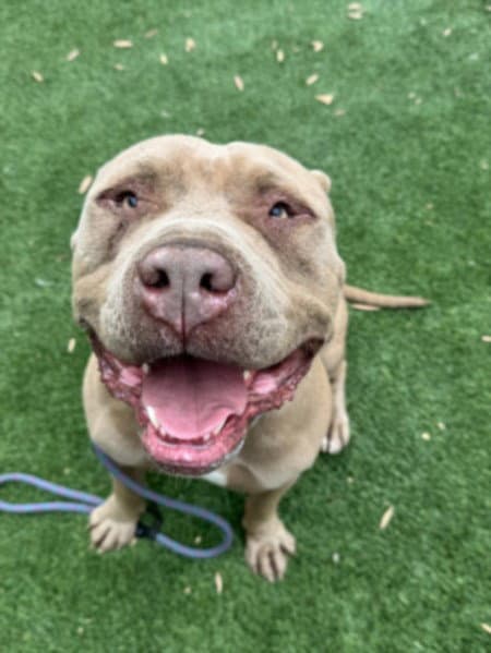 Gordo - Pit Bull Terrier