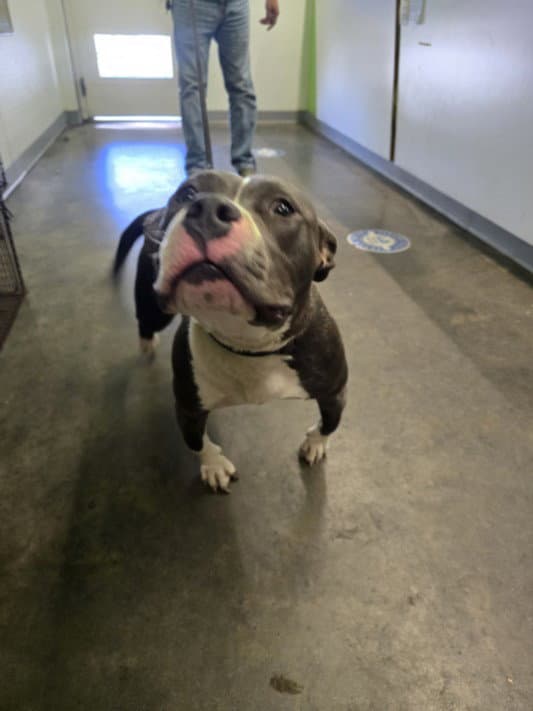 Noisy - Pit Bull Terrier
