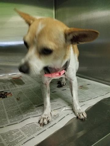 Julia - Chihuahua