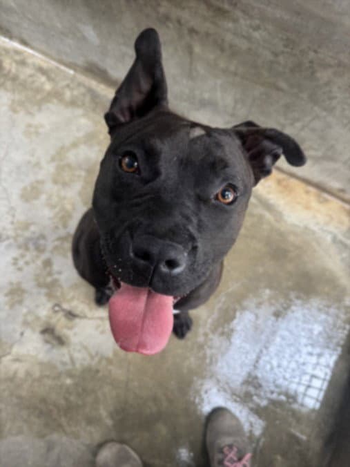 Chaparra - Pit Bull Terrier