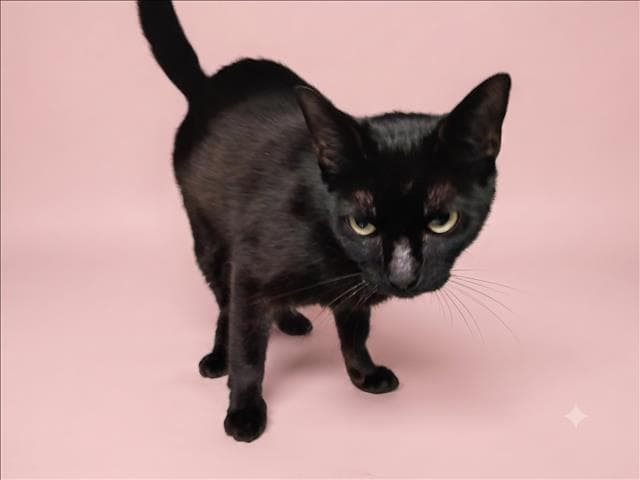 Boom Boom - Domestic Short Hair