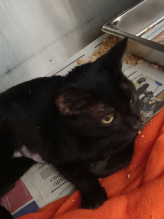 Unknown - Domestic Short Hair