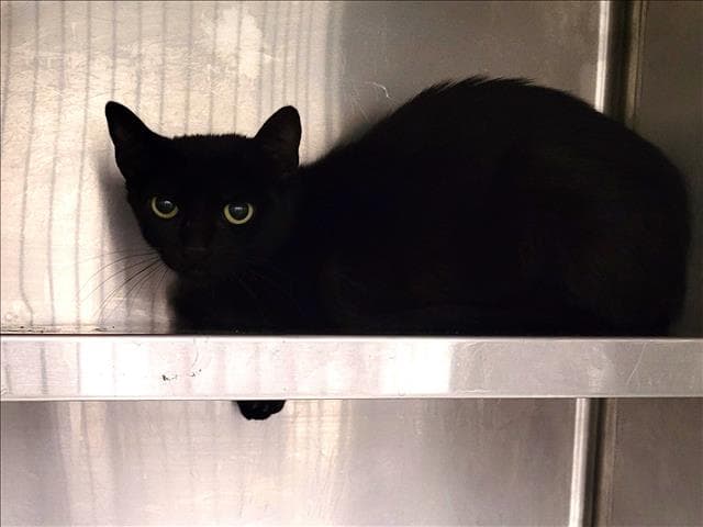 Unknown - Domestic Short Hair
