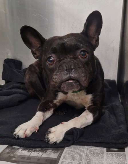 Gypsy - French Bulldog