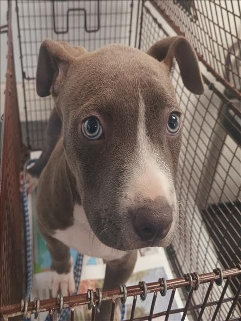Cookie - Pit Bull Terrier