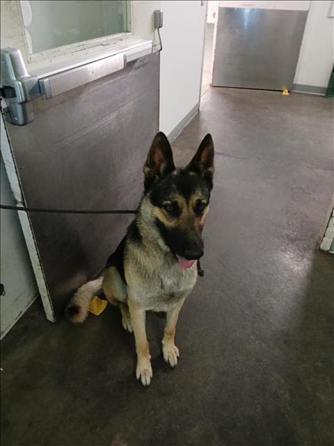 Sonic - German Shepherd Dog
