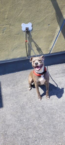 Emory - American Pit Bull Terrier