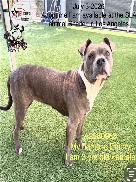 Emory - American Pit Bull Terrier
