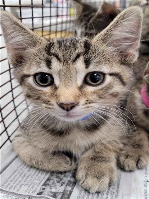 Unknown - Domestic Short Hair
