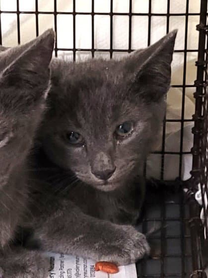 Tinky Winky - Domestic Short Hair