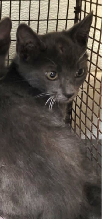 Laa-Laa - Domestic Short Hair