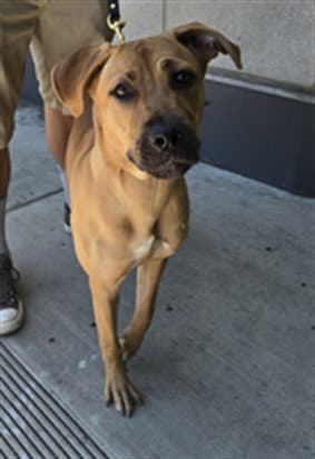 Money - Cane Corso Mastiff