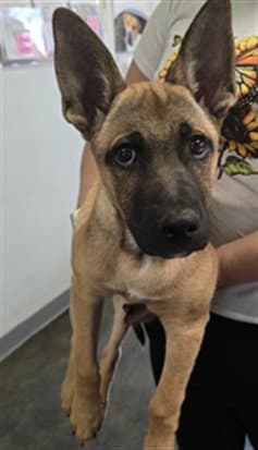 Gordo - Belgian Shepherd Malinois