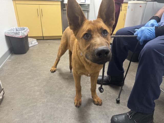 Bronco - German Shepherd Dog